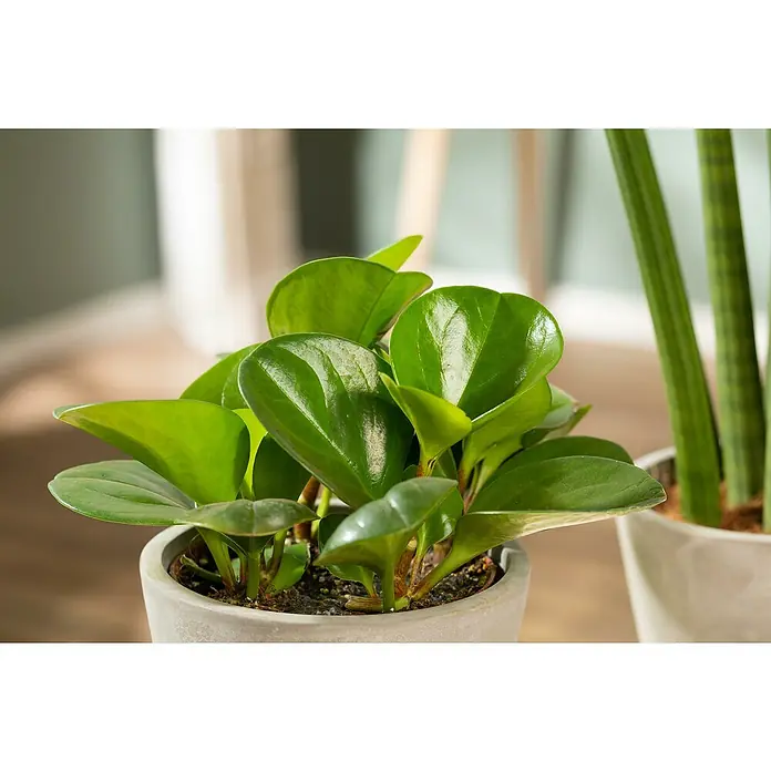 Piardino Zwergpfeffer - Peperomia obtusifolia, Topfgröße: 15 cm, Grün - Eine kleine Topfpflanze mit glänzenden grünen Blättern in einem grauen Topf, mit einer weiteren Pflanze im unscharfen Hintergrund.