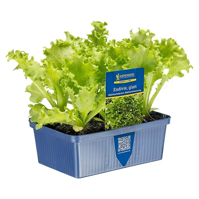 Piardino Kopfsalat Endivie 6er Schale - Cichorium endivia - Endiviensalat-Setzlinge in blauem Rechtecktopf mit Pflanzenetikett.