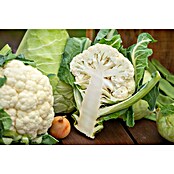 Brassica olerac. var. botrytis Blumenkoh