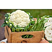 Brassica olerac. var. botrytis Blumenkoh