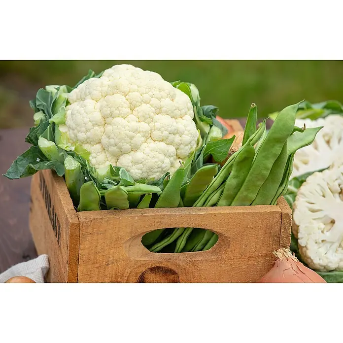 Piardino Blumenkohl 6er Schale - Brassica olerac. var. Botryti - Frischer weißer Blumenkohl und grüne Bohnen in einer rustikalen Holzkiste.