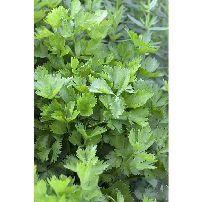 Piardino Sellerie 6er Schale - Apium graveolens var. rapeceum, Erntezeit: September - Nahaufnahme von frischen, leuchtend grünen Sellerieblättern, die zusammenwachsen.