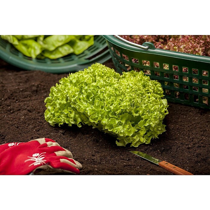 Cichorium endivia 6 konventionell 6 in S