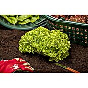Cichorium endivia 6 konventionell 6 in S