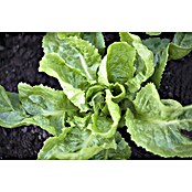 Cichorium endivia 6 konventionell 6 in S