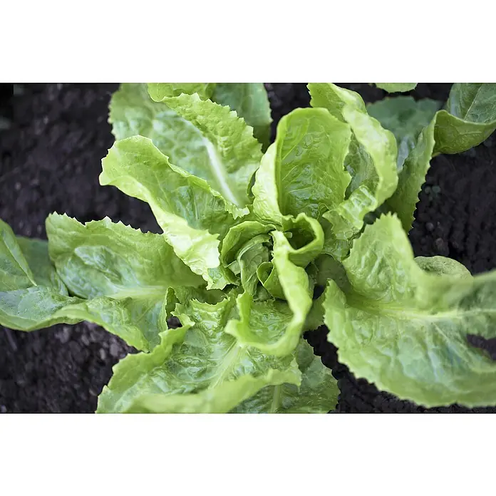 Piardino Kopfsalat Endivie 6er Schale - Cichorium endivia - Lebendiger grüner Kopfsalat wächst in dunkler Erde, von oben gesehen.