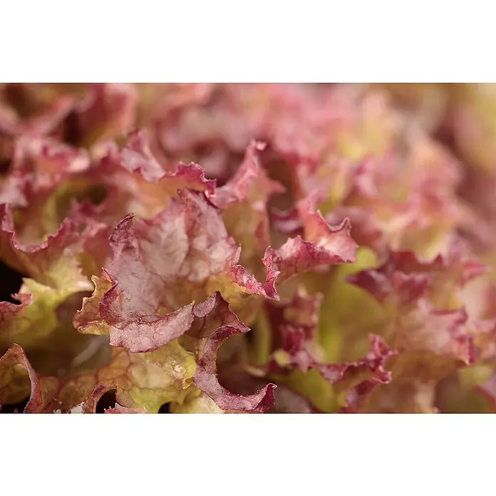 Piardino Eisbergsalat rot 6er Schale - Lactuca sativa capitata - Nahaufnahme von leuchtend roten und gelben gekräuselten Salatblättern.