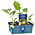 Piardino Kohlrabi 6er Schale 