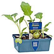 Brassica oleracea gongylodes 0 Kohlrabi
