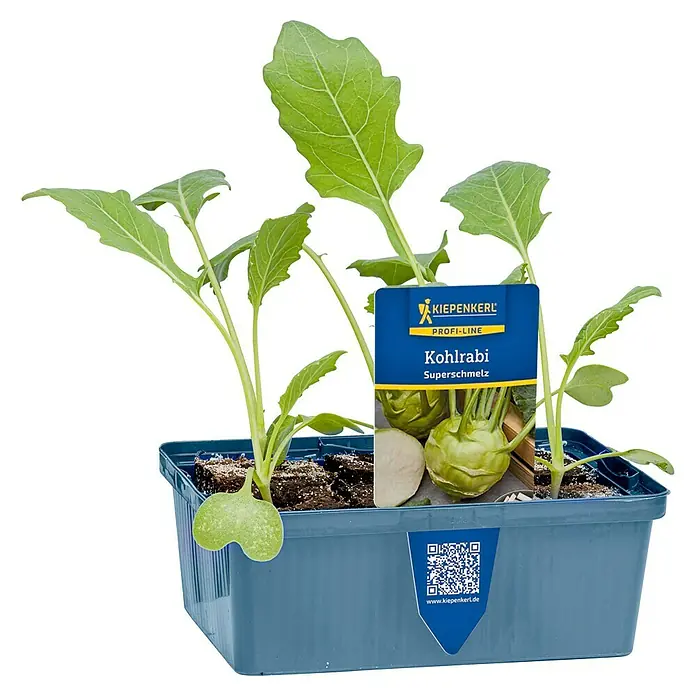 Piardino Kohlrabi 6er Schale - Brassica oleracea var. gongylodes, Erntezeit: Juli - Kohlrabi-Jungpflanzen in einer grauen Kunststoffschale mit blauem Produktetikett.