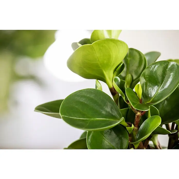Piardino Zwergpfeffer - Peperomia obtusifolia, Topfgröße: 15 cm, Grün - Nahaufnahme einer leuchtend grünen Pflanze mit dicken, glänzenden, runden Blättern und rotbraunen Stängeln.