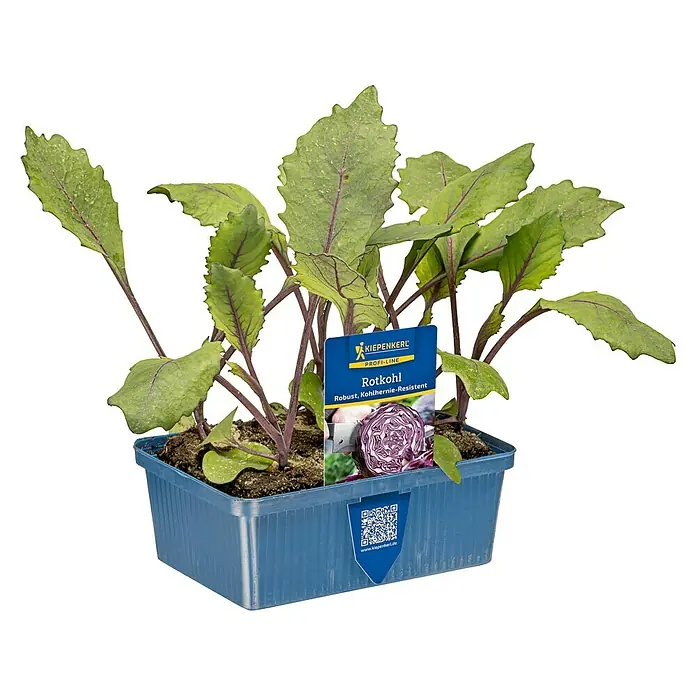 Piardino Rotkohl 6er Schale - Brassica oleracea - Rotkohlsetzlinge in einem blauen, rechteckigen Pflanztopf aus Kunststoff mit Pflanzenstecker.