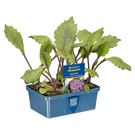 Piardino  Rotkohl 6er Schale