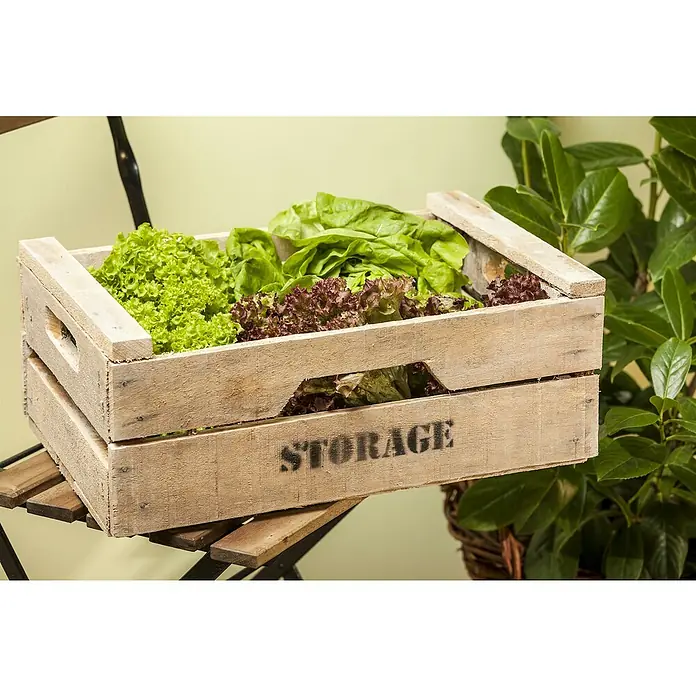 Piardino Eisbergsalat rot 6er Schale - Lactuca sativa capitata - Eine Holzkiste mit "STORAGE" Aufschrift, gefüllt mit frischen grünen und roten Salatsorten, steht auf einem Metall- und Holzständer.