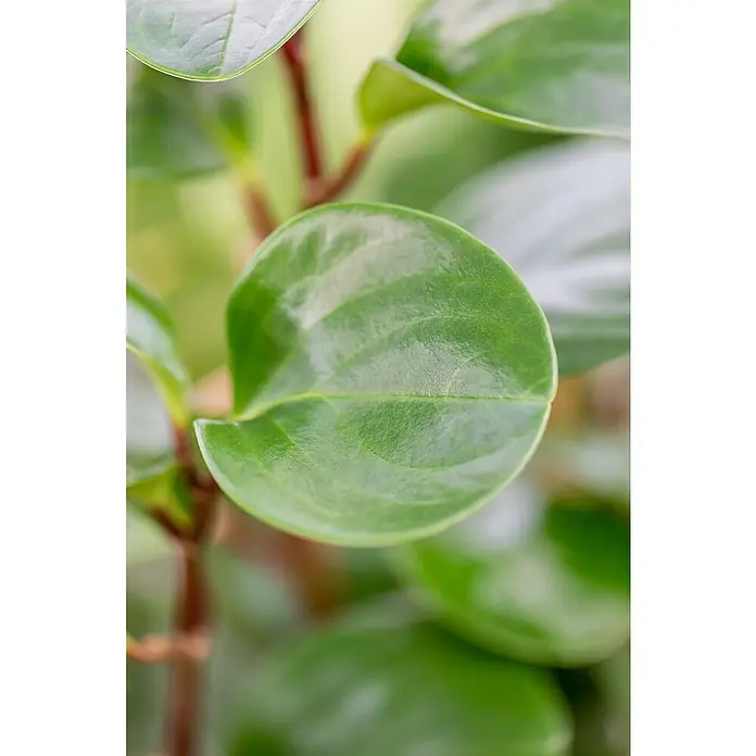Piardino Zwergpfeffer - Peperomia obtusifolia, Topfgröße: 15 cm, Grün - Nahaufnahme eines leuchtend grünen Pflanzenblattes mit glatter, glänzender Oberfläche.