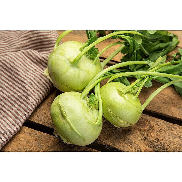 Brassica oleracea gongylodes 0 Kohlrabi
