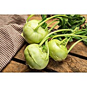 Brassica oleracea gongylodes 0 Kohlrabi