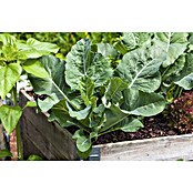 Brassica oleracea gongylodes 0 Kohlrabi