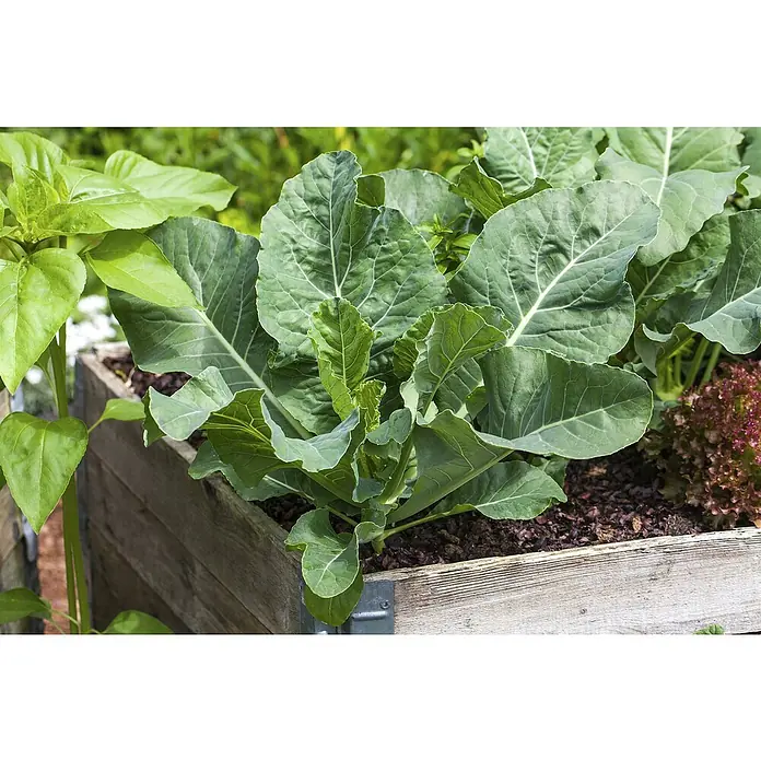 Piardino Kohlrabi 6er Schale - Brassica oleracea var. gongylodes, Erntezeit: Juli - Grüne Blattgemüse wachsen in einem erhöhten Holzgartenbeet im Freien.