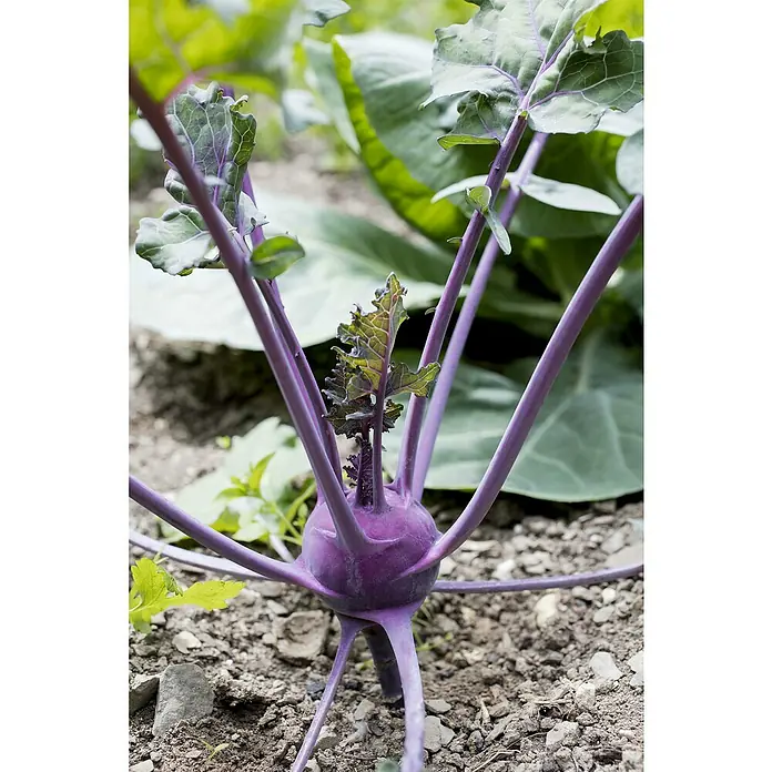 Piardino Kohlrabi 6er Schale - Brassica oleracea var. gongylodes - Lila Kohlrabi mit grünen Blättern und dicken violetten Stielen im Garten wachsend.