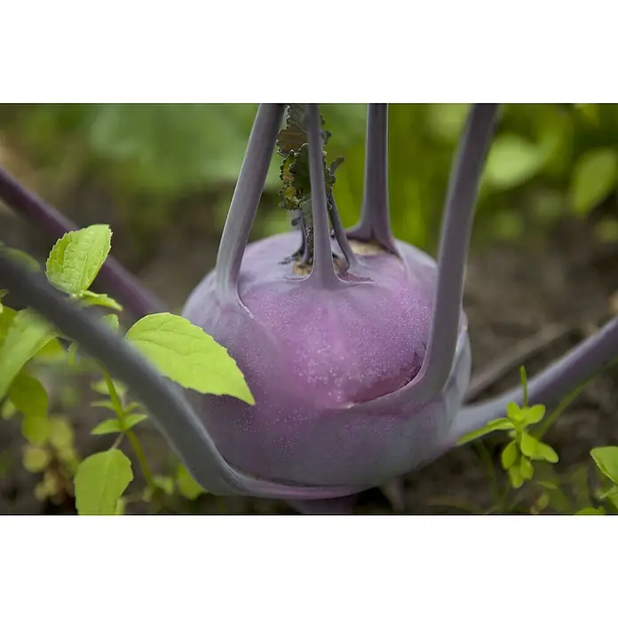 Piardino Kohlrabi 6er Schale - Brassica oleracea var. gongylodes - Eine leuchtend violette Kohlrabi-Knolle mit grünen Blättern wächst in einem Garten.