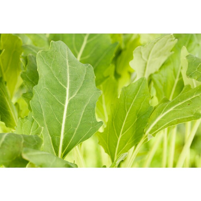 Brassica oleracea gongylodes 0 Kohlrabi