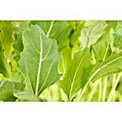 Brassica oleracea gongylodes 0 Kohlrabi