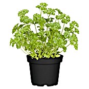 Piardino Petersilie (Petroselinum crispum, Topfgröße: 10 cm) | BAUHAUS