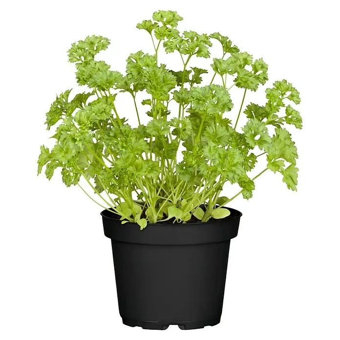 Piardino Petersilie - Petroselinum crispum, Topfgröße: 10 cm - Grüne krause Petersilie in einem schwarzen Topf.