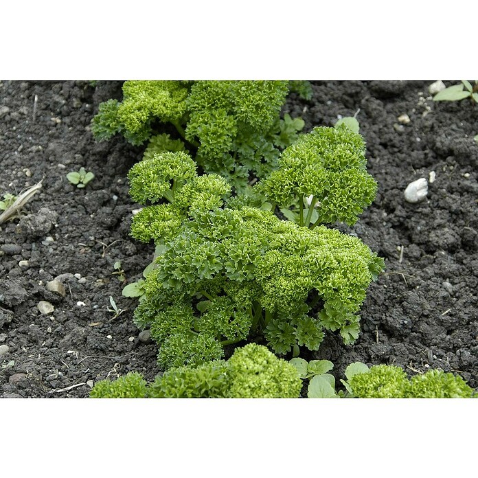 Piardino Petersilie (Petroselinum crispum, Topfgröße: 10 cm) | BAUHAUS