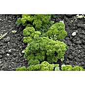 Piardino Petersilie (Petroselinum crispum, Topfgröße: 10 cm) | BAUHAUS