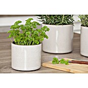 Piardino Petersilie (Petroselinum crispum, Topfgröße: 10 cm) | BAUHAUS