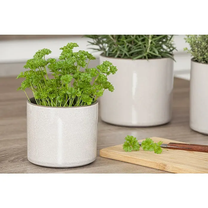 Piardino Petersilie - Petroselinum crispum, Topfgröße: 10 cm - Frische krause Petersilie in einem hellen Craquelé-Keramiktopf, mit anderen Kräutern und einem Schneidebrett auf einer Küchentheke.
