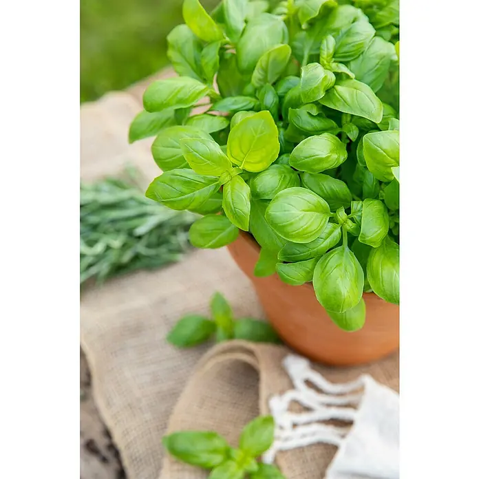 Piardino Bio Basilikum - Ocimum basilicum, Topfgröße: 14 cm - Frische grüne Basilikumpflanze in einem Terrakottatopf, auf Sackleinen mit weiteren Kräutern.
