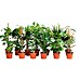 Piardino Pflanzen-Set Grünpflanzen 