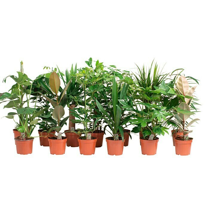 Piardino Pflanzen-Set Grünpflanzen (Verschiedene Sorten, Topfgröße: 17 cm)  | BAUHAUS | Kunstpflanzen