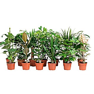 Piardino Pflanzen-Set Grünpflanzen