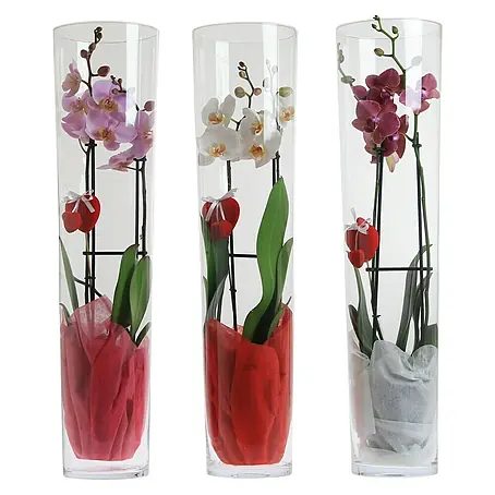 Orquídea mariposa