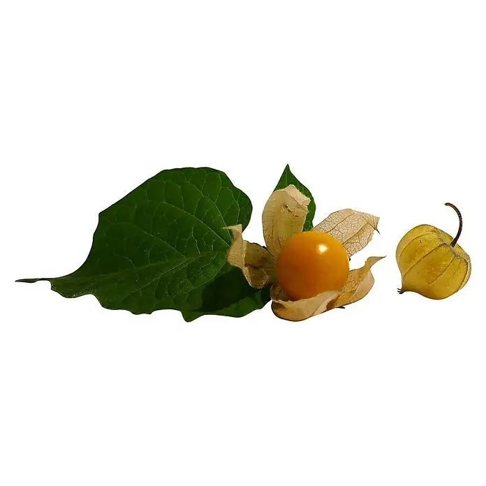 Andenbeere - Physalis peruviana 'Goldvital', Topfgröße: 12 cm - Nahaufnahme von Physalis-Früchten mit Blättern, die die goldene Farbe und die papierartigen Hüllen der Früchte hervorheben.