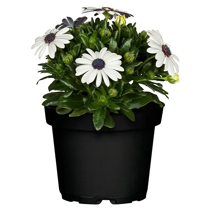 Osteospermum - Osteospermum, Tamaño de maceta: 24 cm, En función de la variedad - Primer plano de una planta en maceta negra con margaritas blancas, mostrando su exuberante floración y añadiendo un acento fresco y vibrante.