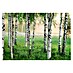 Fotomural Nordic Forest 