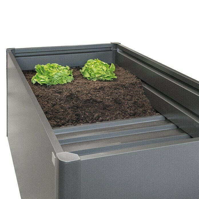 Biohort Balda intermedia (Específico para: Huerto Biohort 1 x 1 m, 1 x 1 m)