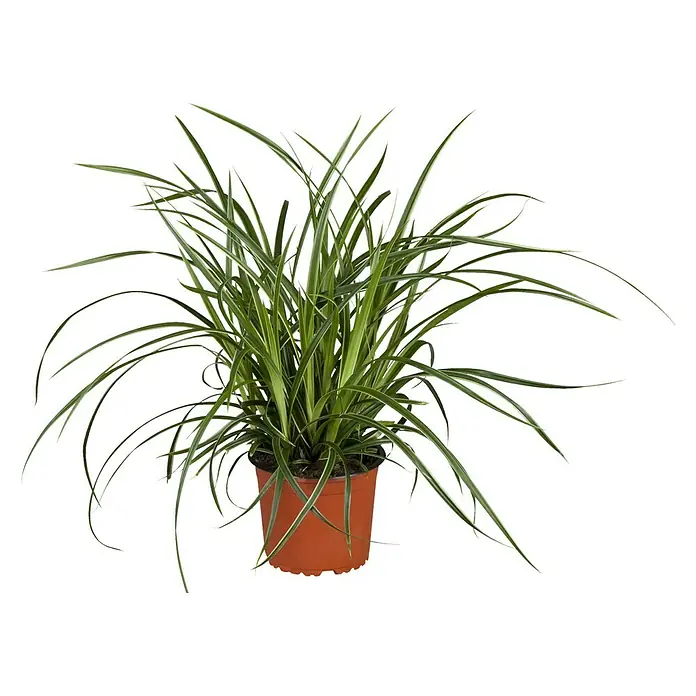 Piardino Ziergräser in Sorten - Topfgröße: 19 cm - Attraktive Zimmerpflanze: Chlorophytum comosum 'Variegatum' im Terrakottatopf, ideal für Innenräume. Bringt Grün in Ihr Zuhause.