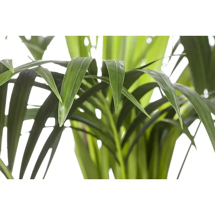 Piardino Kentiapalme - Howea forsteriana, Topfgröße: 21 cm - Nahaufnahme einer Kentia-Palme. Die grünen Blätter sind elegant und verleihen dem Raum eine tropische Note.