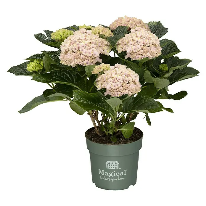 Piardino Bauernhortensie - Hydrangea macrophylla, Topfgröße: 14 cm, Sortenabhängig - Eine Topfhortensie der Sorte Magical Colours your home mit zarten, rosa Blüten und grünen Blättern.