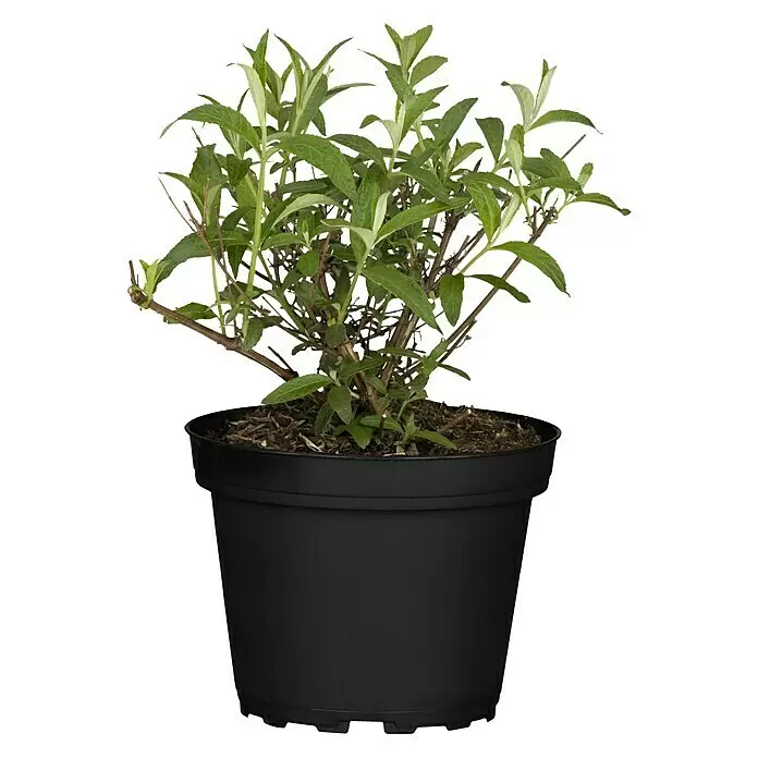 Piardino Sommerflieder - Buddleja davidii, Artenabhängig - Kleine grüne Pflanze in einem schwarzen Plastiktopf.