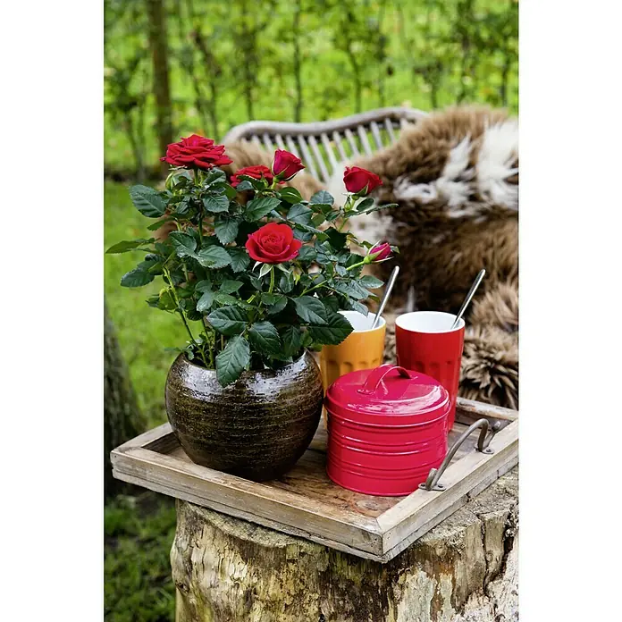 Piardino Topfrose Patio Hit - Rosa Hybride, Topfgröße: 13 cm, Blütenfarbe: Rot - Ein Arrangement mit einer blühenden roten Rose im Topf, Tassen und einer roten Dose auf einem Holztablett im Garten.