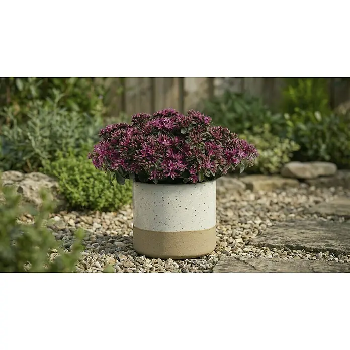 Mica Decorations Übertopf rund Lago - Außenmaß (Ø x H): 16 x 14,5 cm, Keramik, Weiss - Ein zweifarbiger Keramik-Pflanztopf, oben creme mit Sprenkeln und unten naturfarbenem Beige, der eine Pflanze mit lila Blüten auf einem Kiesweg hält.