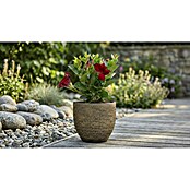 Übertopf (Ø x H: 20 x 18 cm, Braun, Strukturiert)