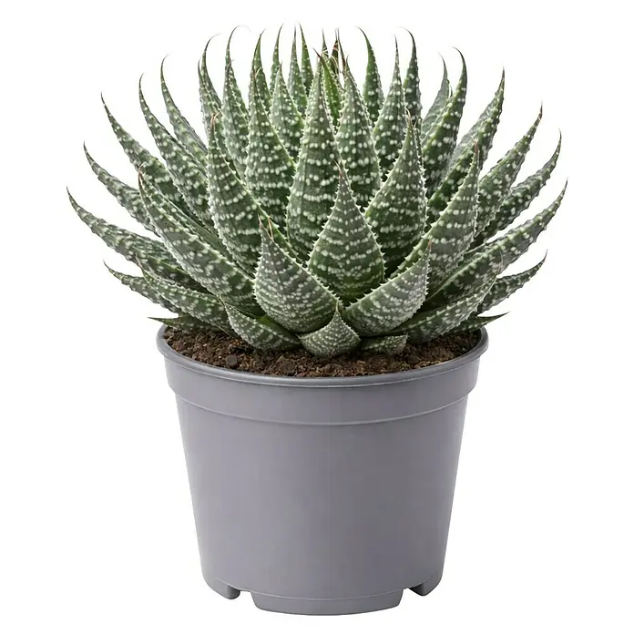 Piardino Aloe - Aloe Hybriden, Topfgröße: 9 cm - Grüne Sukkulente mit spitz zulaufenden, weiß gepunkteten Blättern in einem runden grauen Topf.